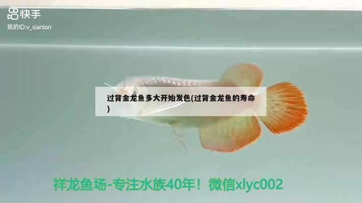 什么是過背金龍魚：如何鑒別高品質過背金龍魚，過背金龍魚的日常護理要點 什么是過背金龍魚：如何鑒別高品質過背金龍魚，過背金龍魚的日常護理要點 金龍魚百科 第4張
