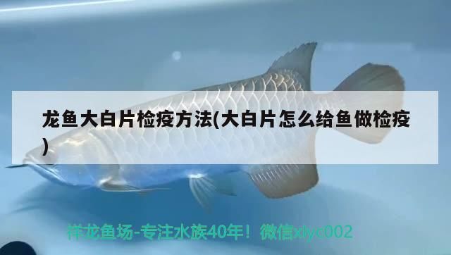 龍魚大白片檢疫方法(大白片怎么給魚做檢疫)