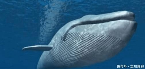 開水族館賺錢嗎是真的嗎：開水族館是否能通過開設水族館賺錢，是否能通過開設水族館賺錢 開水族館賺錢嗎是真的嗎：開水族館是否能通過開設水族館賺錢，是否能通過開設水族館賺錢 水族館百科（水族館加盟） 第2張