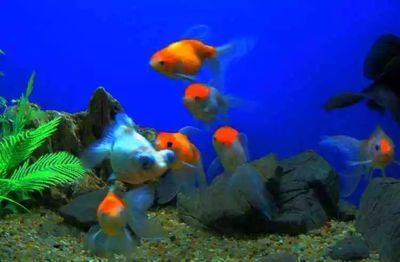 開水族館賺錢嗎是真的嗎：開水族館是否能通過開設水族館賺錢，是否能通過開設水族館賺錢 開水族館賺錢嗎是真的嗎：開水族館是否能通過開設水族館賺錢，是否能通過開設水族館賺錢 水族館百科（水族館加盟） 第3張