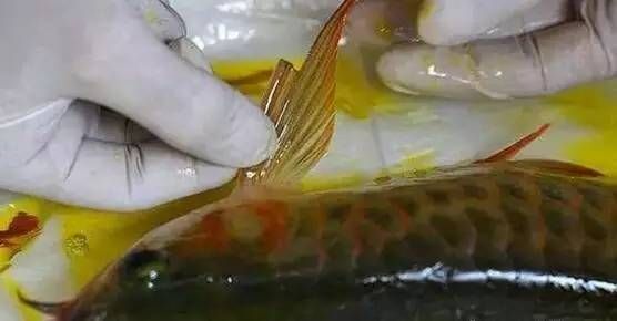 紅龍魚多少錢一斤