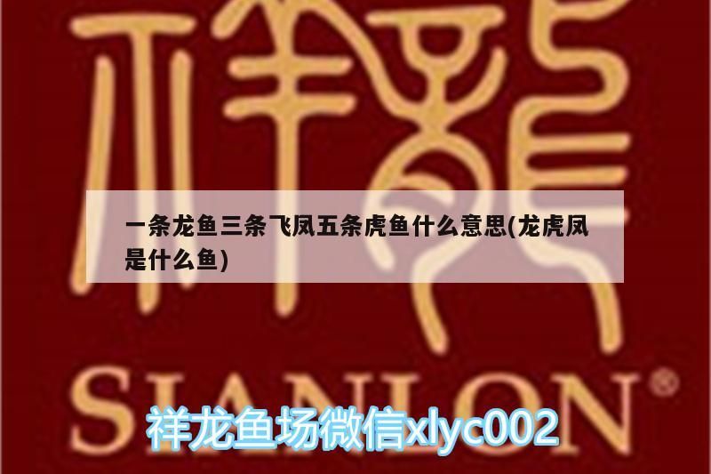 一條龍魚三條飛鳳五條虎魚什么意思(龍虎鳳是什么魚) 虎魚百科 第3張 一條龍魚三條飛鳳五條虎魚什么意思(龍虎鳳是什么魚) 一條龍魚三條飛鳳五條虎魚什么意思(龍虎鳳是什么魚) 虎魚百科 第3張