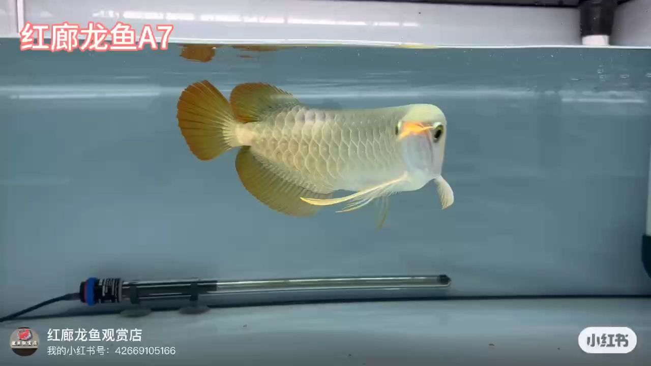 大湖紅龍：33至40cm大青皮龍王須,_阿銀評論：體型很好 大湖紅龍：33至40cm大青皮龍王須,_阿銀評論：體型很好 大湖紅龍魚百科 第1張
