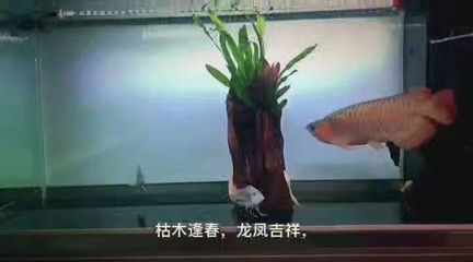 元寶鳳凰魚繁殖環境要求：元寶鳳凰魚的繁殖環境要求
