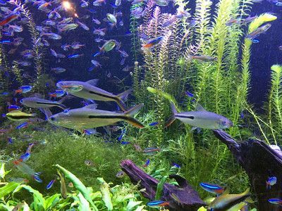 哪個水族館好玩（上海海洋水族館親子活動安排,）