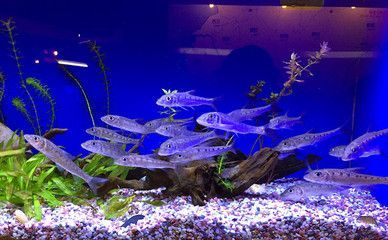 哪個水族館好玩（上海海洋水族館親子活動安排,）