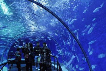 哪個水族館好玩（上海海洋水族館親子活動安排,）