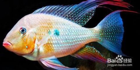 元寶鳳凰魚怎么養的好一點：元寶鳳凰魚的飼養方法和技巧