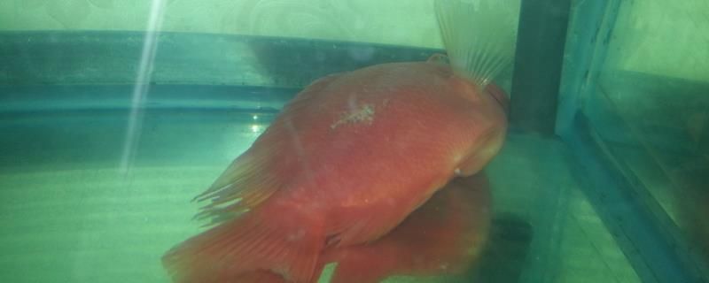 魚缸綠苔好不好清理(什么辦法能清除魚缸里面的綠苔)