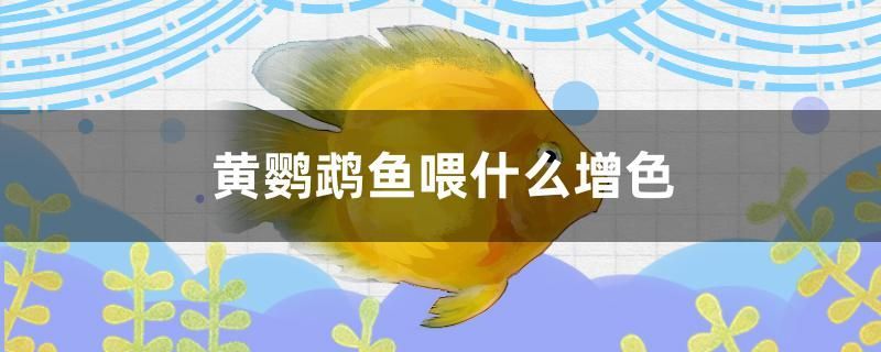 黃鸚鵡魚喂什么增色
