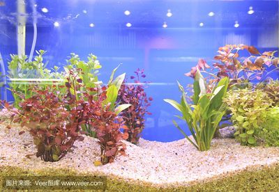 水族館店里買什么花合適一點（水族館水草養護技巧,水草造景搭配指南,水草繁殖方法介紹）