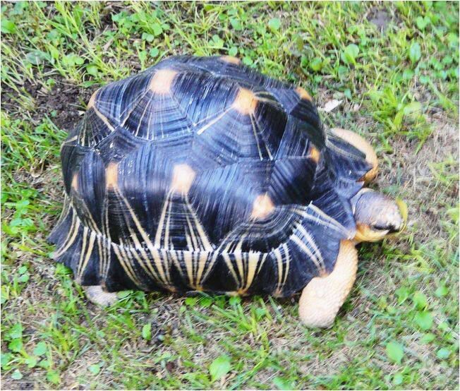 遼源水族館計劃購買60缸豬鼻