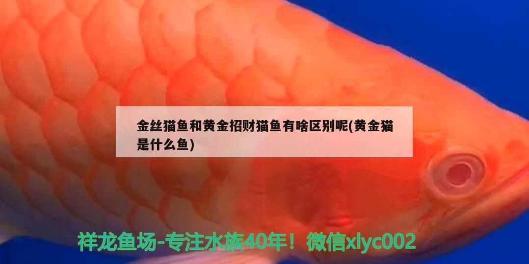 金絲貓魚和黃金招財貓魚有啥區別呢(黃金貓是什么魚)