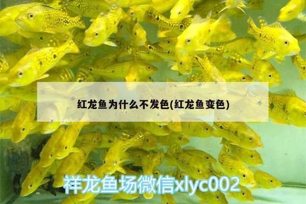 銀龍魚可以和雷龍魚混養嗎(雷龍魚能和銀龍混養嗎)