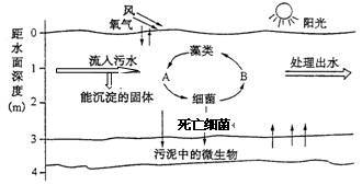 最好養(yǎng)的龍魚品種排名：探尋龍魚世界，揭秘最好養(yǎng)的龍魚品種