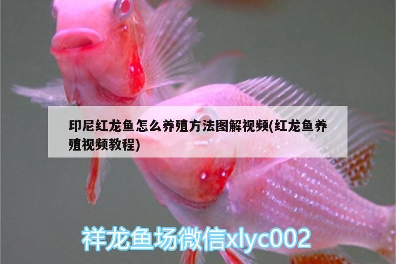 印尼紅龍魚怎么養殖方法圖解視頻(紅龍魚養殖視頻教程)