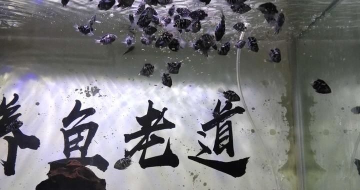 繁殖期虎魚行為觀察要點，虎魚在繁殖期的行為特征及其對繁殖效果的影響