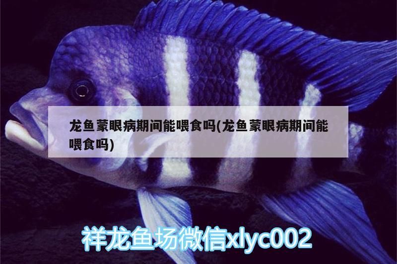 龍魚蒙眼病期間能喂食嗎(龍魚蒙眼病期間能喂食嗎) 龍魚蒙眼病期間能喂食嗎(龍魚蒙眼病期間能喂食嗎) 金龍魚百科 第3張
