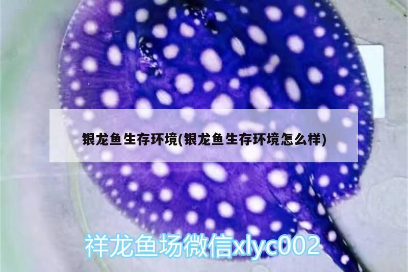 銀龍魚生存環境(銀龍魚生存環境怎么樣) 銀龍魚生存環境(銀龍魚生存環境怎么樣) 銀龍魚百科 第3張