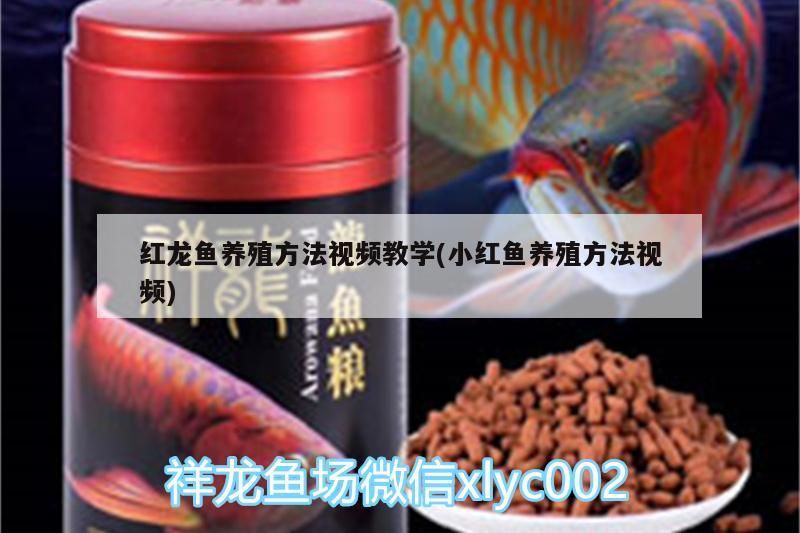 紅綠燈魚缸里放什么?(紅綠燈魚缸里放什么好)