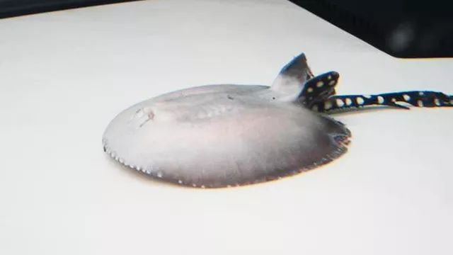 魟魚輕微脫膜能活多久啊怎么治：魟魚輕微脫膜后的存活時間取決于多種因素、飼養者的處理方式