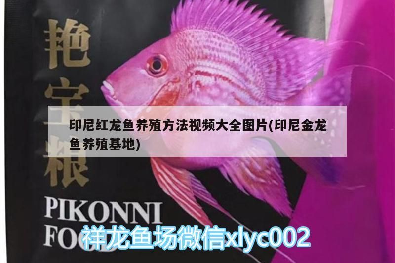 印尼紅龍魚養(yǎng)殖方法視頻大全圖片(印尼金龍魚養(yǎng)殖基地)