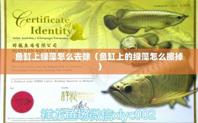 龍魚缸除綠藻，如何去除龍魚缸中的綠藻