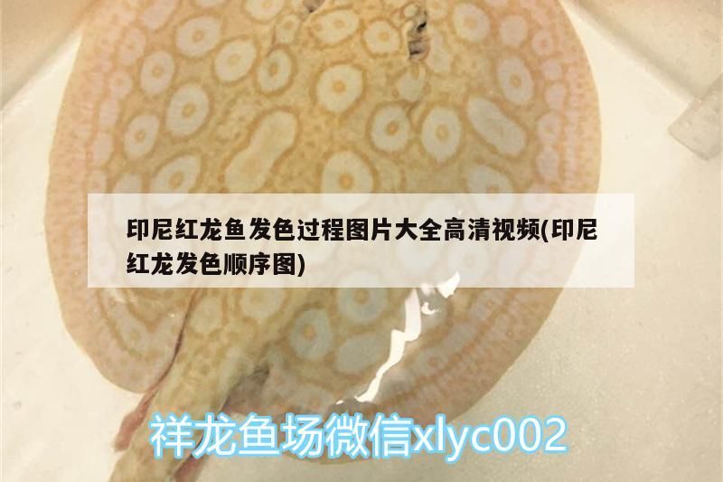 印尼紅龍魚發色過程圖片大全高清視頻(印尼紅龍發色順序圖)