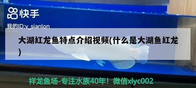 大湖紅龍魚特點介紹視頻(什么是大湖魚紅龍)