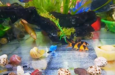 印尼大湖紅龍魚和印尼辣椒的區別：印尼大湖紅龍魚和印尼辣椒哪個更有特色？