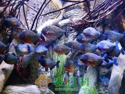 虎魚飼料選擇技巧，虎魚飼料選擇技巧摘要：虎魚人工飼料選擇技巧摘要