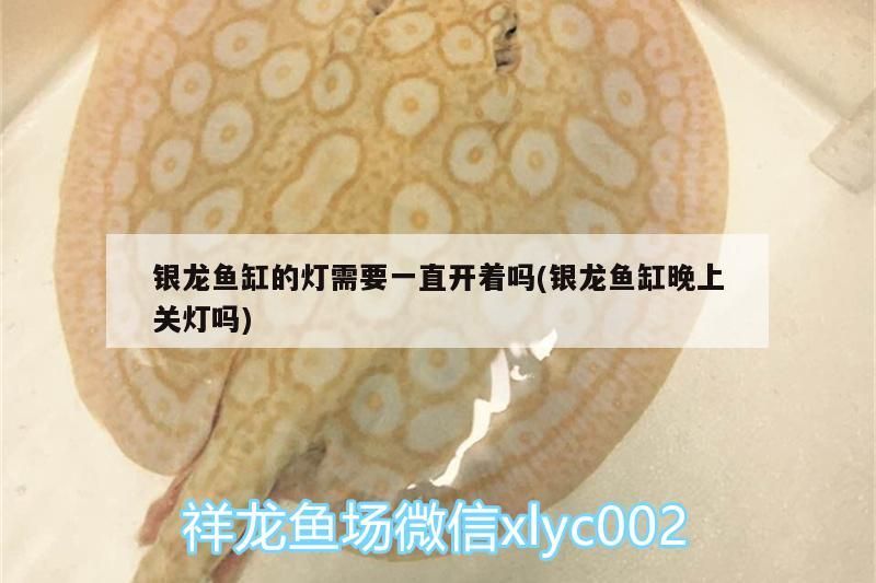 銀龍魚缸的燈需要一直開著嗎(銀龍魚缸晚上關燈嗎) 銀龍魚缸的燈需要一直開著嗎(銀龍魚缸晚上關燈嗎) 銀龍魚百科 第3張