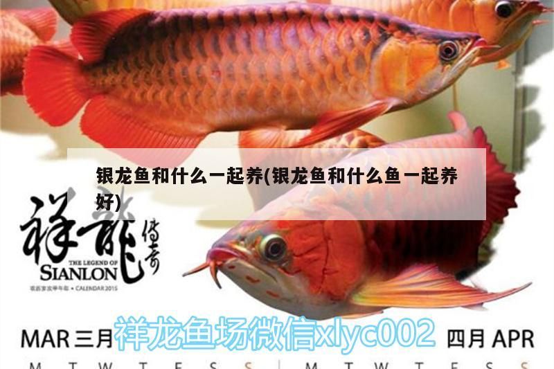 銀龍魚和什么一起養(銀龍魚和什么魚一起養好)