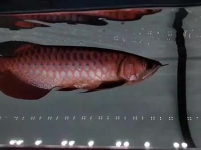 過背金龍魚寓意好嗎：過背金龍魚市場價格