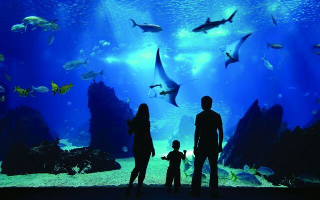 小樽水族館官網(wǎng)（關(guān)于小樽水族館的官網(wǎng)詳情）