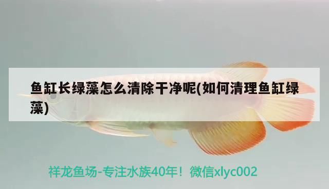 魚缸長綠藻怎么清除干凈呢(如何清理魚缸綠藻) 黃金貓魚百科 第3張 魚缸長綠藻怎么清除干凈呢(如何清理魚缸綠藻) 魚缸長綠藻怎么清除干凈呢(如何清理魚缸綠藻) 黃金貓魚百科 第3張