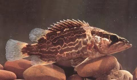 泰國虎魚體色變化原因，泰國虎魚體色變化原因可能涉及基因、健康狀況、心理狀態 泰國虎魚體色變化原因，泰國虎魚體色變化原因可能涉及基因、健康狀況、心理狀態 虎魚百科 第3張