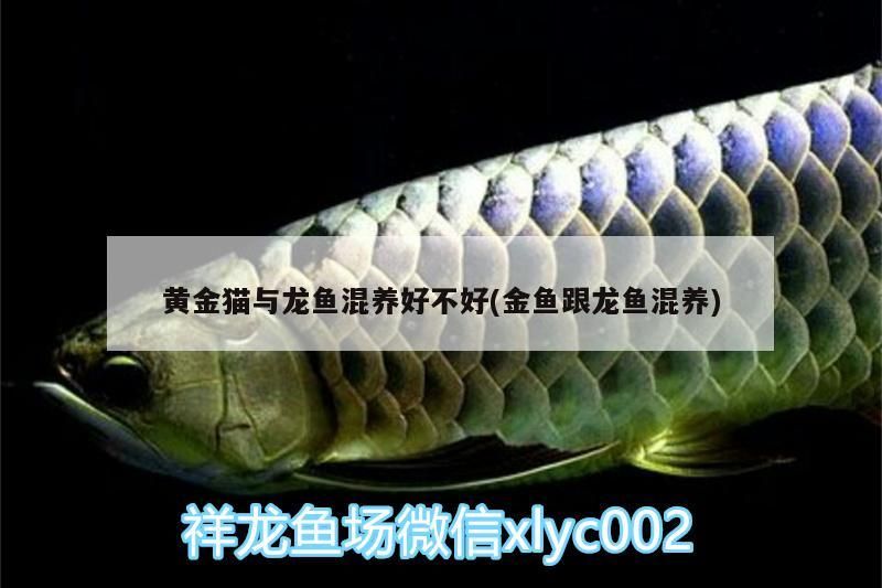 黃金貓與龍魚(yú)混養(yǎng)好不好(金魚(yú)跟龍魚(yú)混養(yǎng))