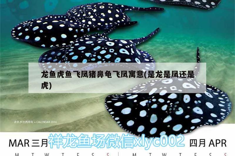龍魚虎魚飛鳳豬鼻龜飛鳳寓意(是龍是鳳還是虎)
