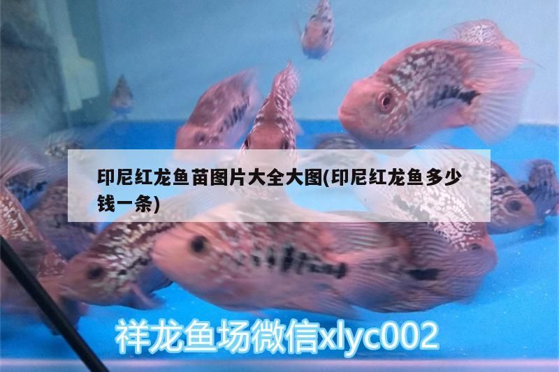印尼紅龍魚苗圖片大全大圖(印尼紅龍魚多少錢一條)