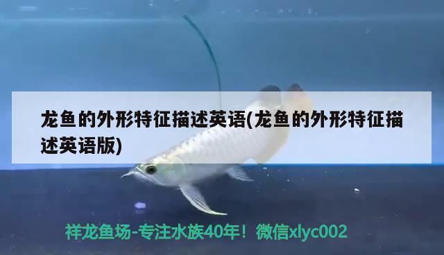 龍魚的外形特征描述英語(yǔ)(龍魚的外形特征描述英語(yǔ)版)