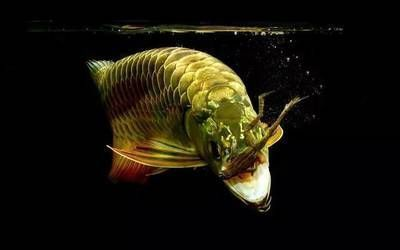 龍魚缸過濾材料有必要更換，如何判斷是否需要更換過濾材料 龍魚缸過濾材料有必要更換，如何判斷是否需要更換過濾材料 魚缸百科 第5張
