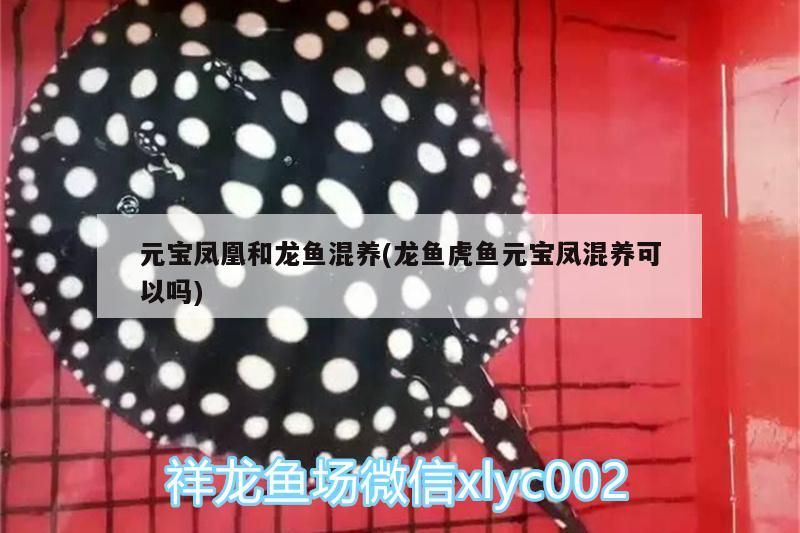 元寶鳳凰和龍魚混養(yǎng)(龍魚虎魚元寶鳳混養(yǎng)可以嗎)