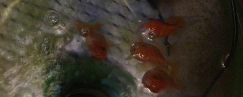 養銀龍魚水質怎么處理干凈視頻(養銀龍魚水質怎么處理干凈視頻教程)