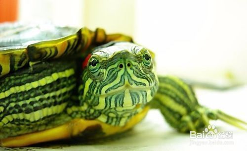 黃金貓魚吃什么東西長大快些呢(黃金招財貓魚吃什么) 黃金貓魚吃什么東西長大快些呢(黃金招財貓魚吃什么) 黃金貓魚百科 第3張