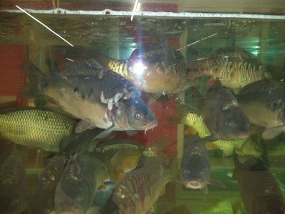 水族館店鋪照片真實（關于水族館店鋪照片真實詳情）