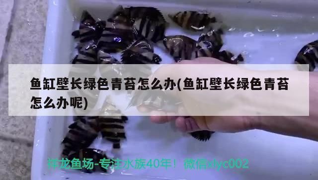 黃金貓魚怎么養(yǎng)殖視頻教學(xué)(怎樣養(yǎng)金魚視頻)