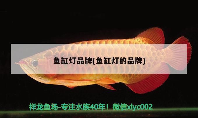 魚(yú)缸燈品牌(魚(yú)缸燈的品牌) 魚(yú)缸燈品牌(魚(yú)缸燈的品牌) 錦鯉魚(yú)百科 第3張