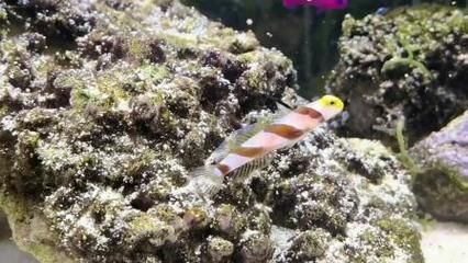 海水缸白點病銅藥（海水缸白點病如何防治）