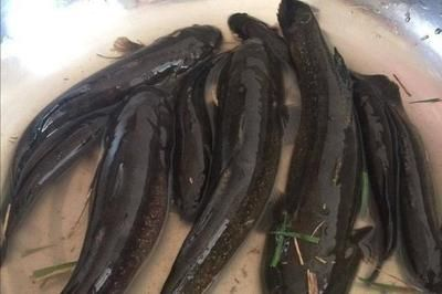 虎魚吃法：清蒸虎魚的步驟：虎魚的幾種常見吃法